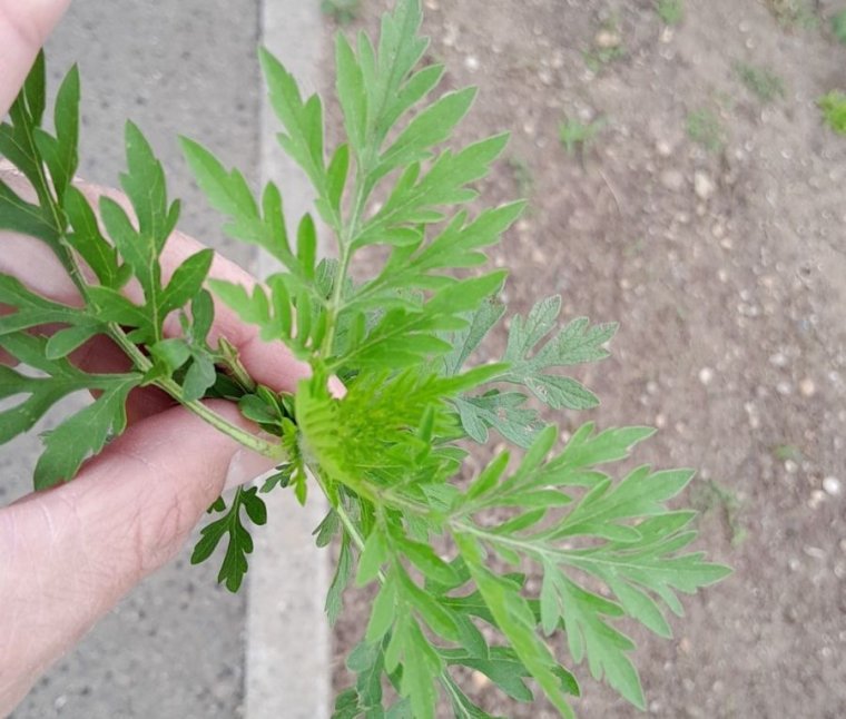 Parlagfű okozza az allergiás panaszok 80 százalékát