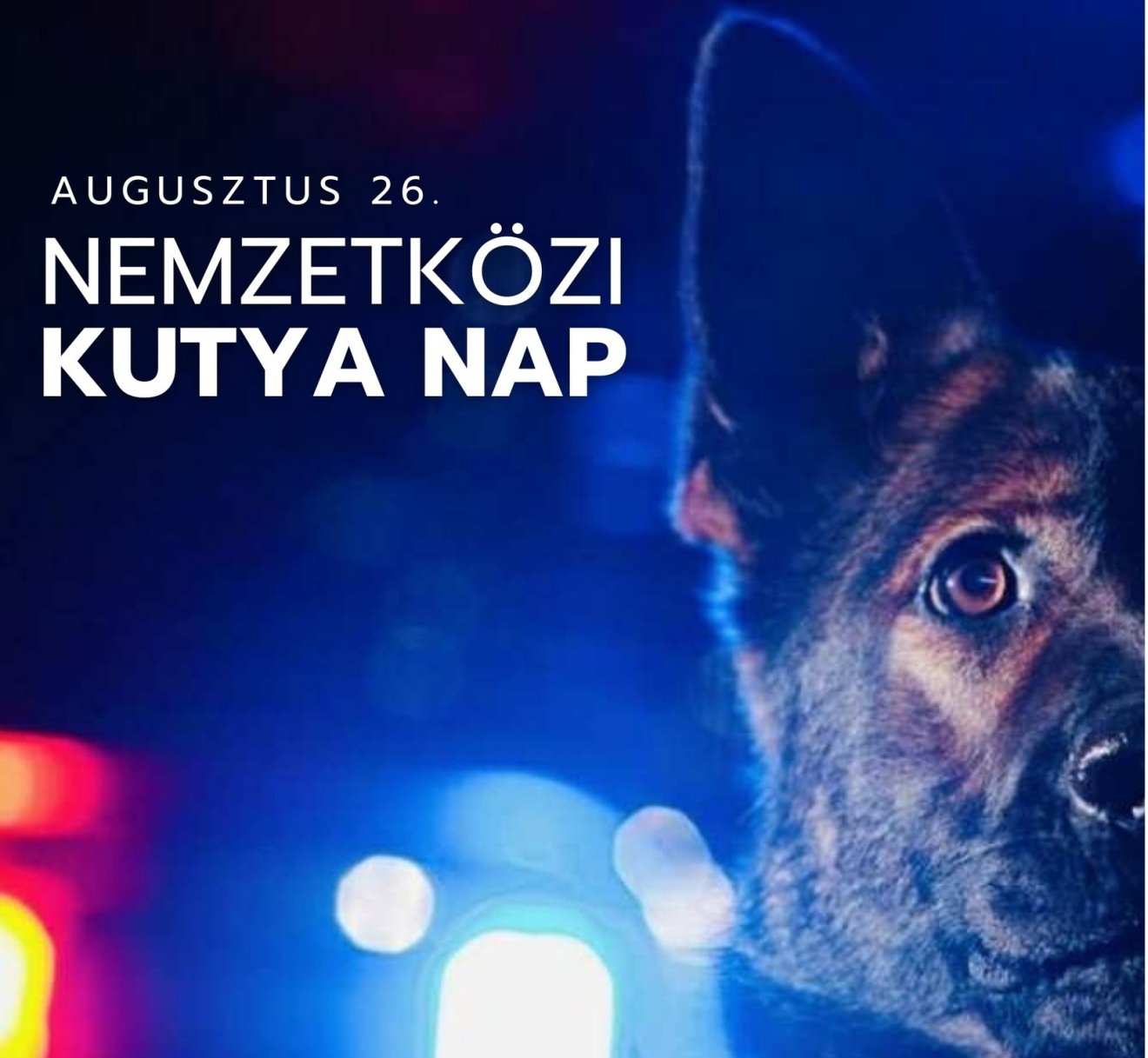 kutya