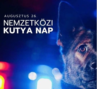 A nemzetközi kutyanap az ember egyik leghűségesebb barátjára hívja fel a figyelmet