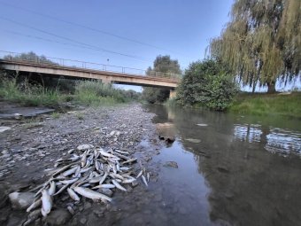 Tömegével pusztultak a halak, miután beton került egy Szeben megyei patakba az autópálya építőtelepéről