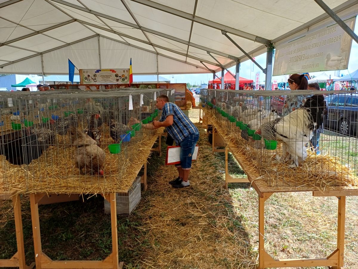 ...és díszállatkiállítás •  Fotó: Pataky Lehel Zsolt