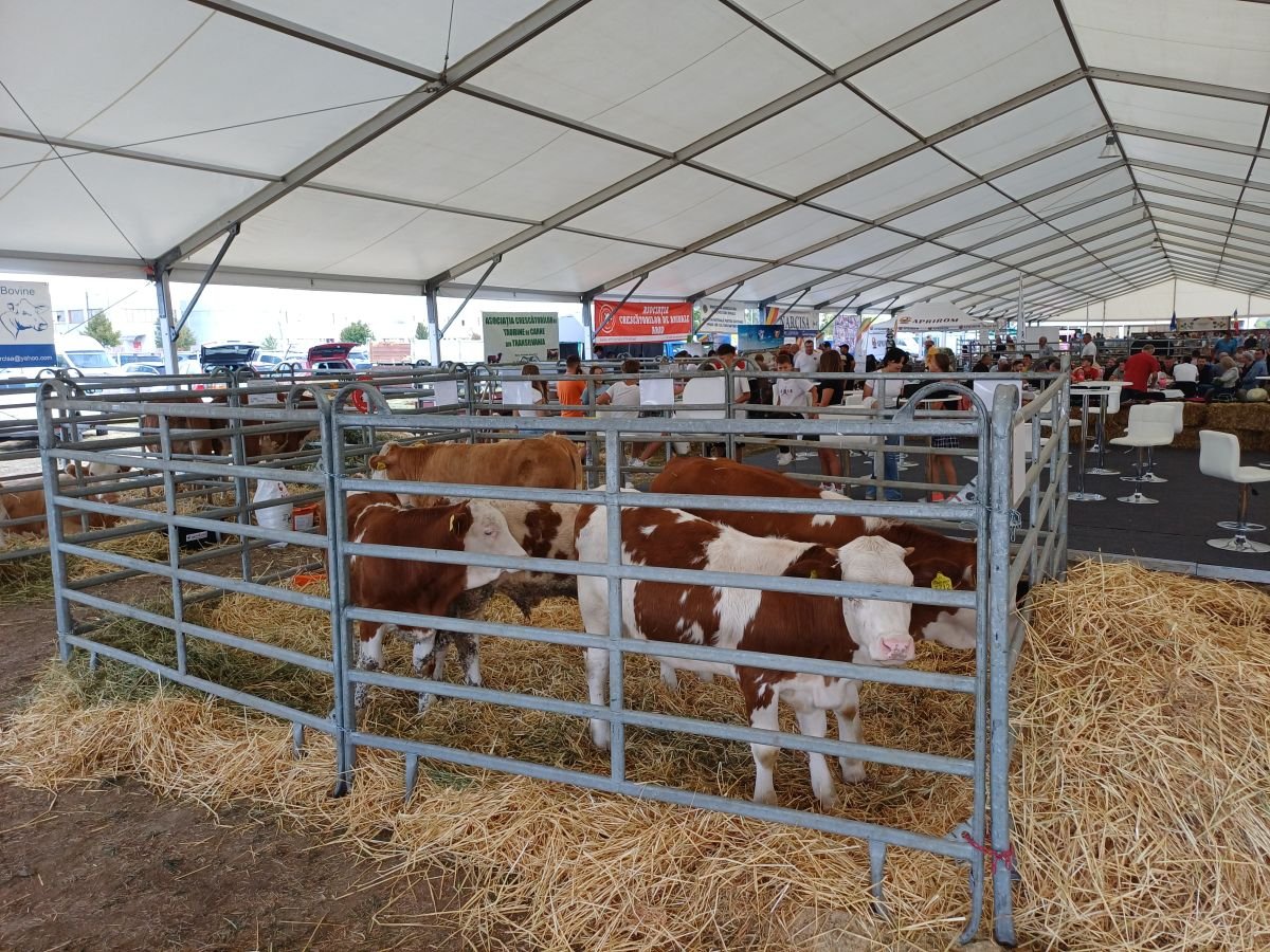 Haszon-... •  Fotó: Pataky Lehel Zsolt