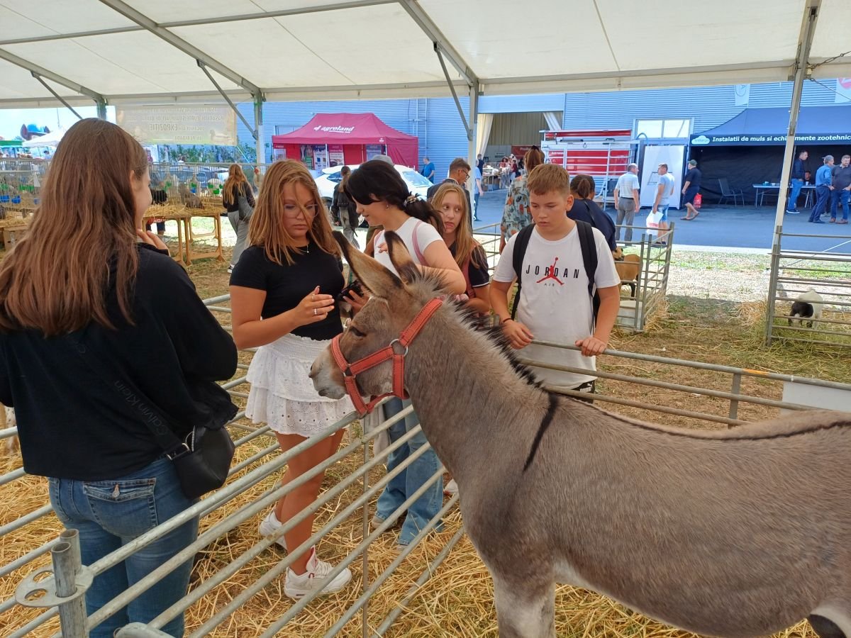 Mindenki megtalálja a kedvére valót •  Fotó: Pataky Lehel Zsolt