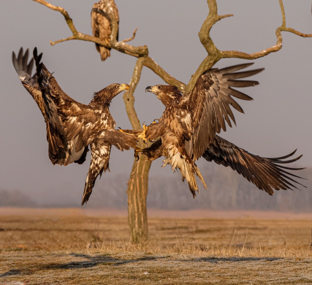 •  Fotó: Alex Poósz