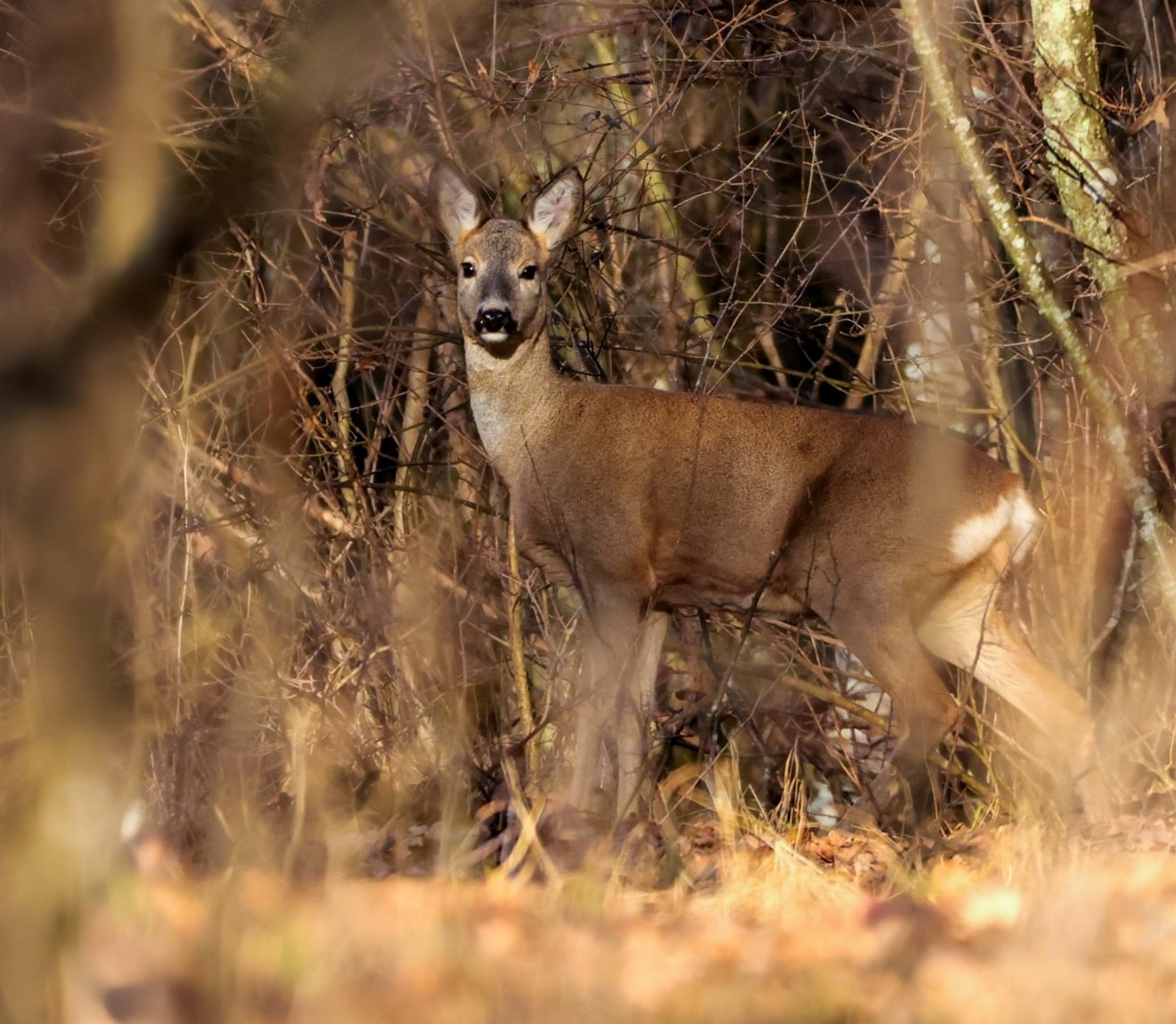 •  Fotó: Alex Poósz