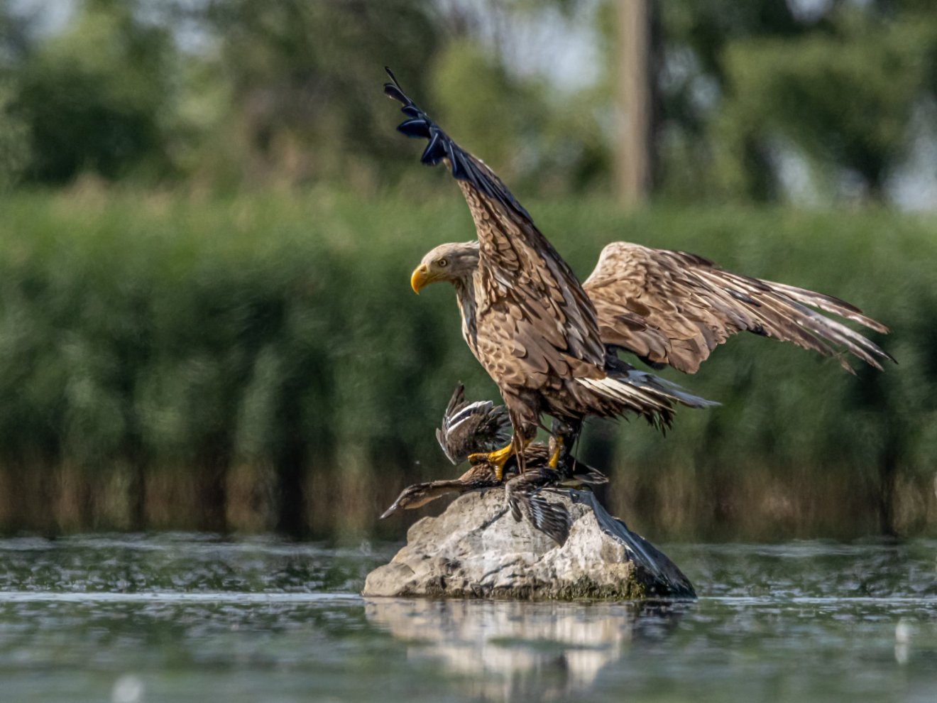 A kaplonyi természetfotósnak sikerült megörökítenie, amint egy rétisas elragad egy récét •  Fotó: Alex Poósz