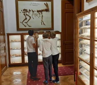 Kolozsvári tengerek kincsei: időszaki őslénytani kiállítás nyílik a BBTE-n