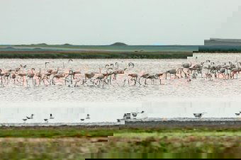 Flamingók százai érkeztek a román tengerpart közelébe – videóval