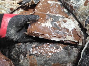 Kokain marhabőrben: román tagja is volt a nemzetközi drogbandának