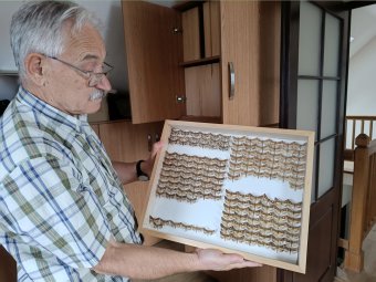 Lepkék nyomában: a Kovács testvérek útja a sepsiszentgyörgyi múzeum kertjéből a lepidopterológia tudományáig