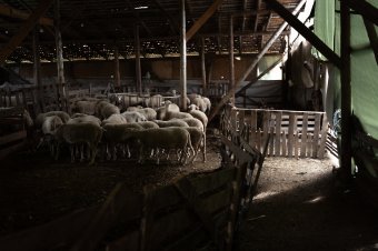 Marad az élőállat-export. Jól keresnek a juhos gazdák, de nincs ki megfejje a nyájat
