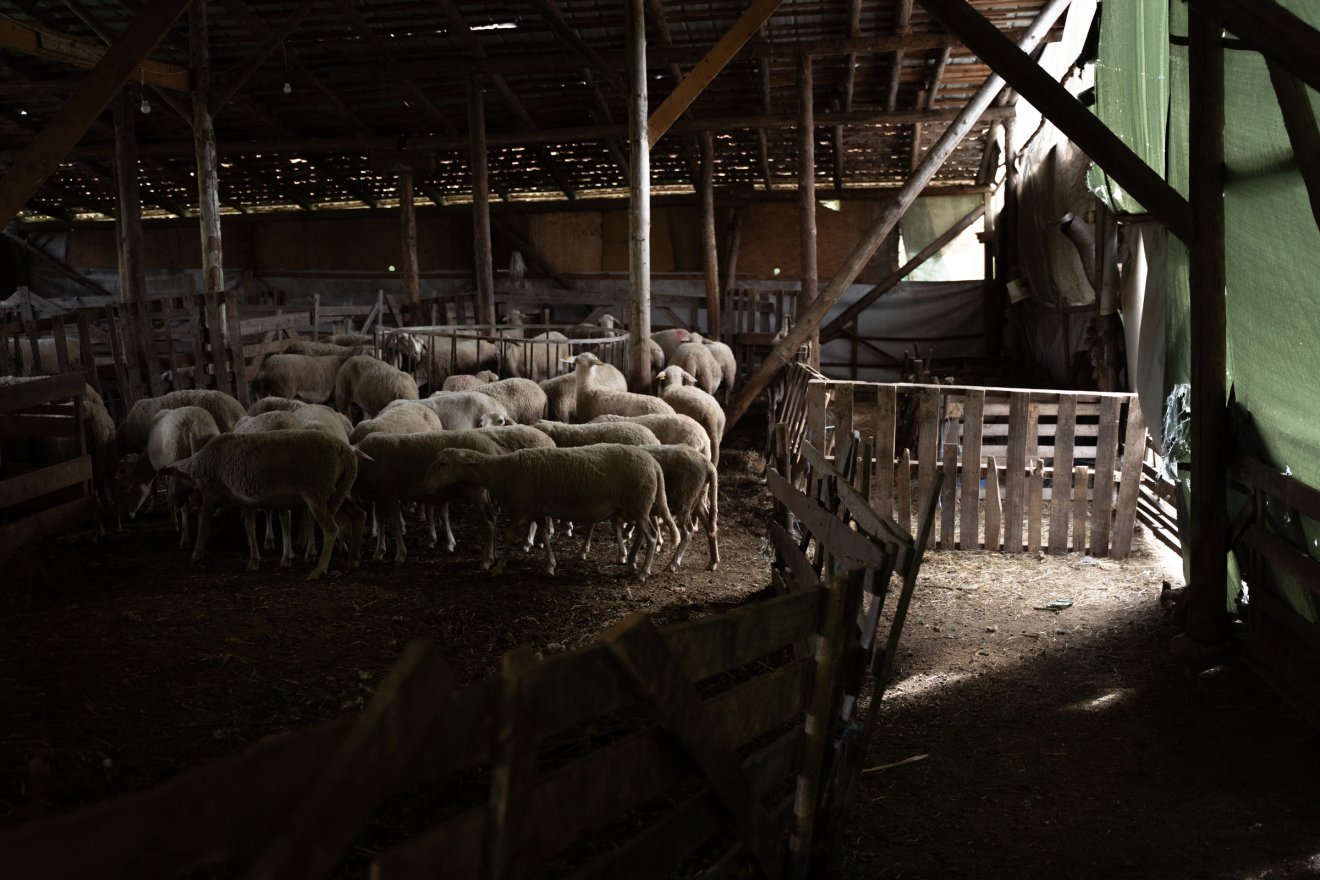 Marad az élőállat-export. Jól keresnek a juhos gazdák, de nincs ki megfejje a nyájat