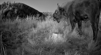 A Kárpátok kihalás veszélyeztette büszkeségét rögzítette kameracsapda a Fogarasokban