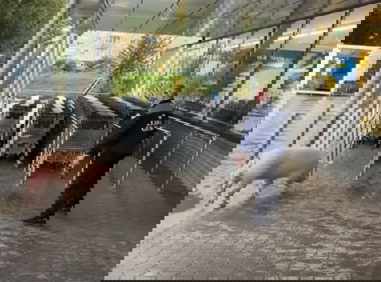 „Élősúlyban” jelent meg egy sertés a szupermarket előtt