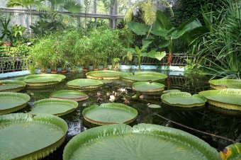 Száz éve nyit kaput a nagyvilág flórájára a kolozsvári botanikus kert