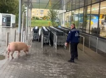 „Élősúlyban” jelent meg egy sertés a szupermarket előtt