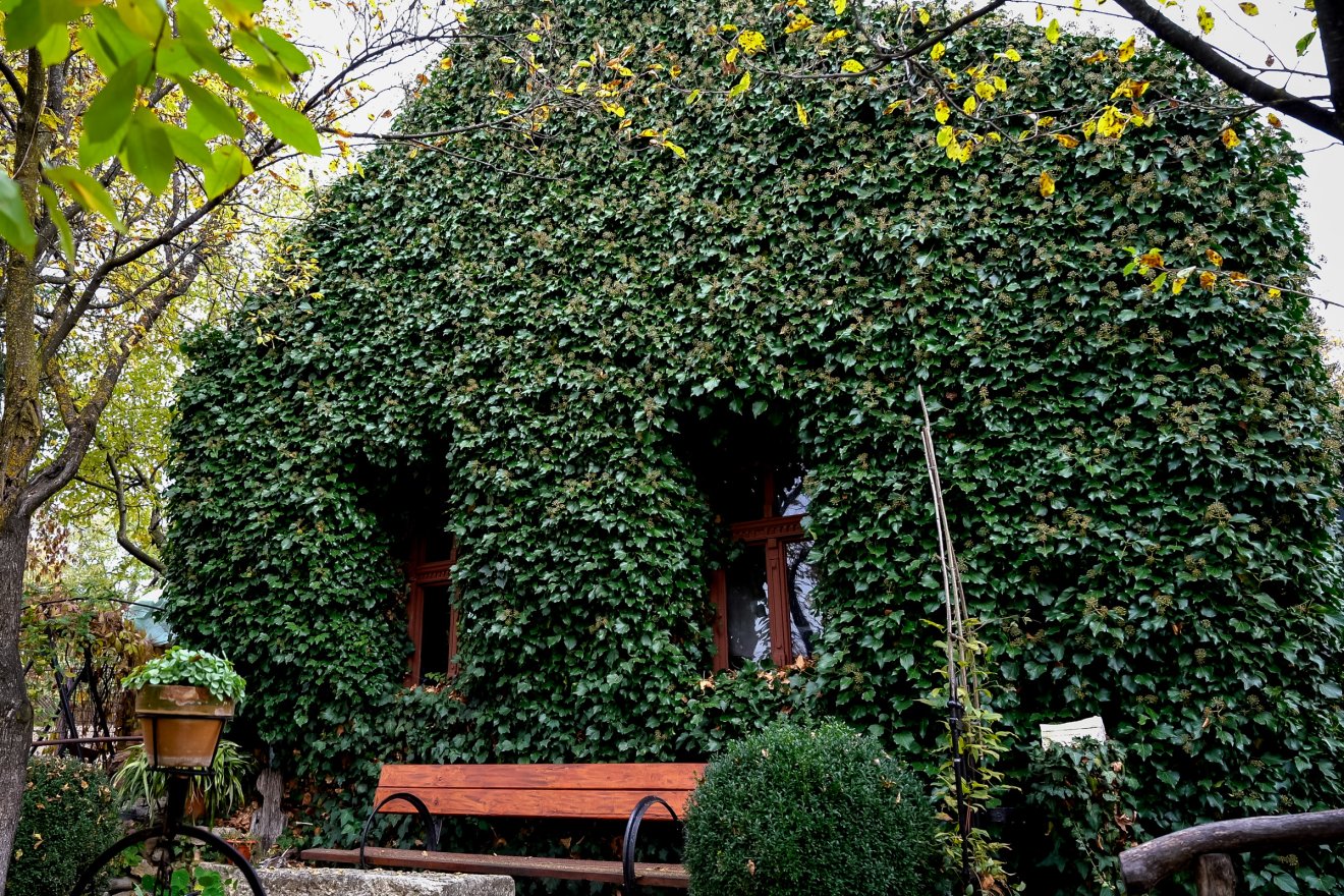 Az élő sövénnyel befuttatott házfalak külön varázst kölcsönöznek a Gere-portának •  Fotó: Orbán Orsolya