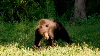Dokumentumfilm mutatja be az Erdélyi-szigethegység természeti szépségeit