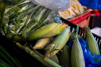 Gazdaszervezetek: veszélyben a mezőgazdaság jövője a Brüsszelből erőltetett génmódosított növények miatt