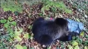 Vödörbe szorult fejű medvebocsot kellett megmenteni az egyik erdélyi üdülőhelyen