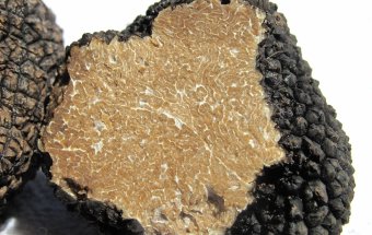 Veszélyben a szarvasgomba-lelőhelyek? A jóváhagyott mennyiség sokszorosát aknázzák ki