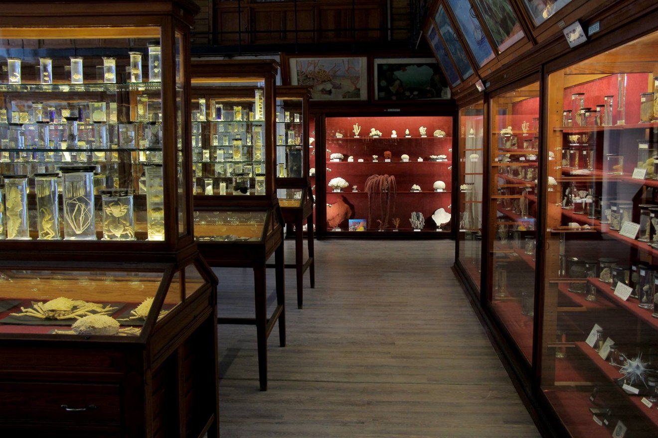 Valóság és mítosz összekapcsolódása: zoológiai tárlat nyílik Kolozsváron