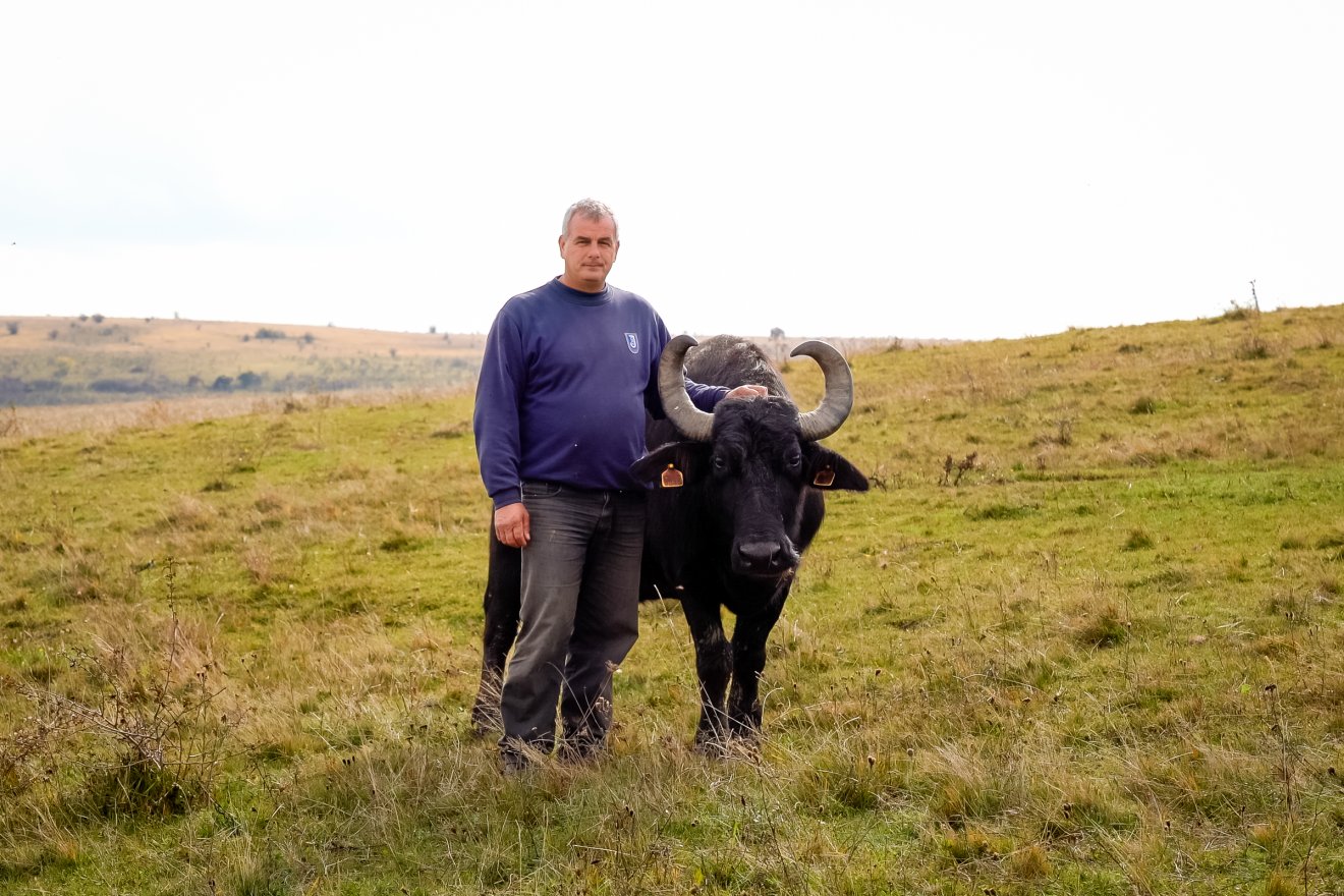 Drága legelő, elégtelen támogatás: lassan elfogynak Kalotaszegről a bivalyok