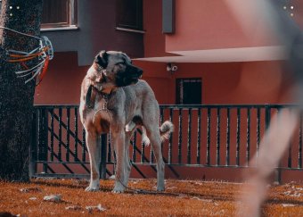 Vadak elleni védelemre használt, chippel ellátott kutyákat fogtak be a székelyföldi városban