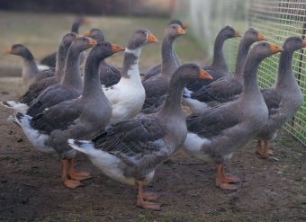 Feléledtek a Márton-napi szokások, a kisiratosi Szalai családnál ilyenkor „forró drót” van