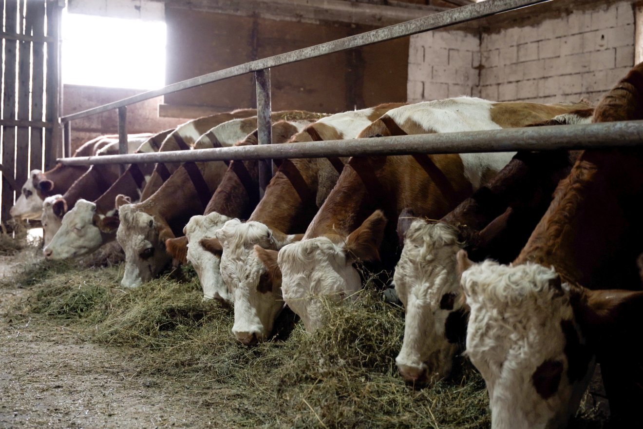 Megnyílt a támogatási ablak: december 15-ig várják az állattenyésztők kérelmeit