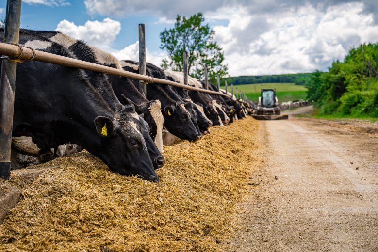 Tovább terjeszkedik Erdélyben Európa legnagyobb tehéntejtermelője