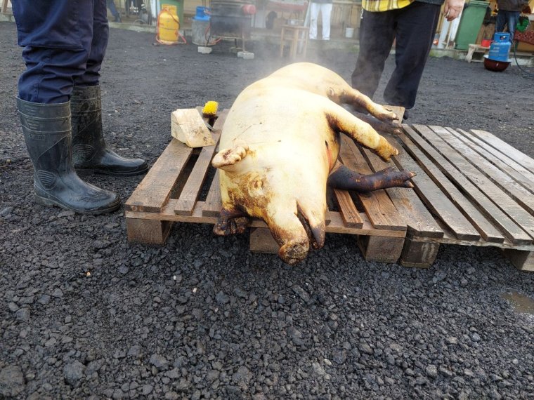 Disznóvágási szokások, amelyek az összetartozás érzését erősítik