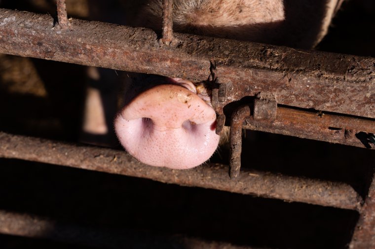 Hétfőn feloldják a sertéspestis miatt elrendelt korlátozásokat Alcsíkon