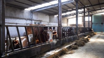 Az APIA elkezdte a termeléshez kötött támogatások kifizetését a gazdáknak