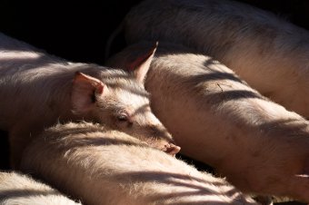 Sertéspestis ütötte fel a fejét egy marosszéki községben