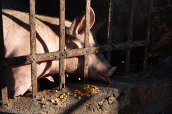 Új sertéspestis-gócpontok két partiumi megyében