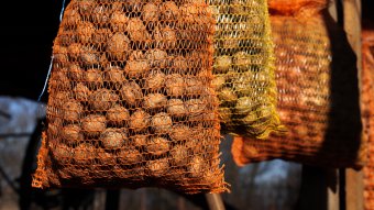 Támogatást nyújtanak a zöldség- és burgonyatermesztőknek, de magánszemélyek nem pályázhatnak