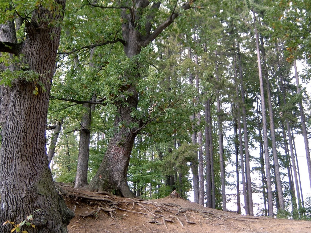 Nagybánya
