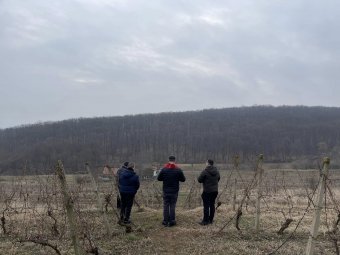 Szőlőszentelés Szent Vince napján a Gyulafehérvári Érsekség szőlősében
