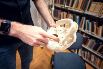 Férfinak hitték, de nem az: a honfoglalás kori Kárpát-medence első női fegyveres temetkezését azonosították