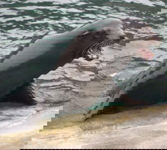 Brassói állatkert: különleges tengeri állatok is megcsodálhatók (VIDEÓ)