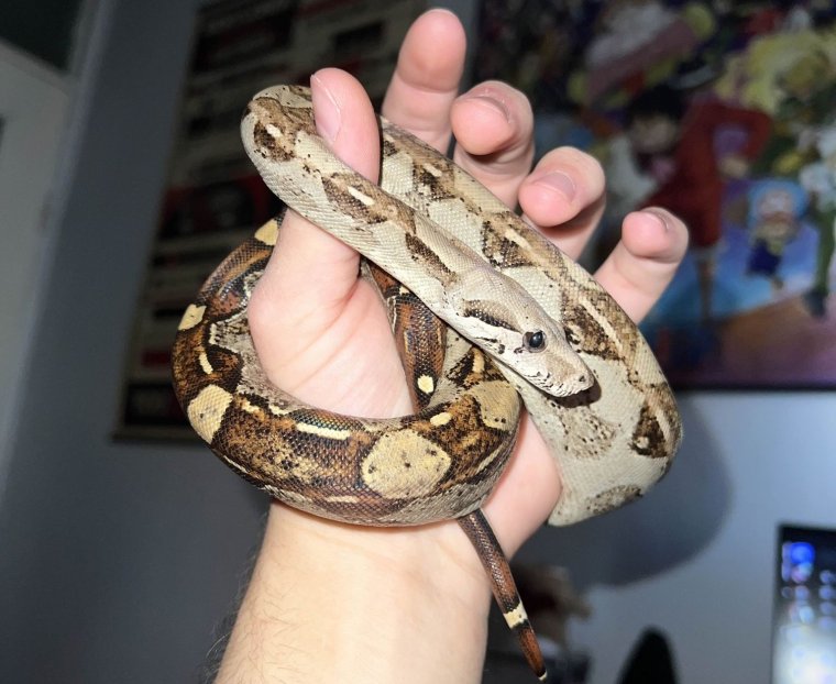 Mérgükre nincs is ellenszer, mégis veszélyes hüllőket tartott a tömbházlakásban a nagyiékkal élő fiatal