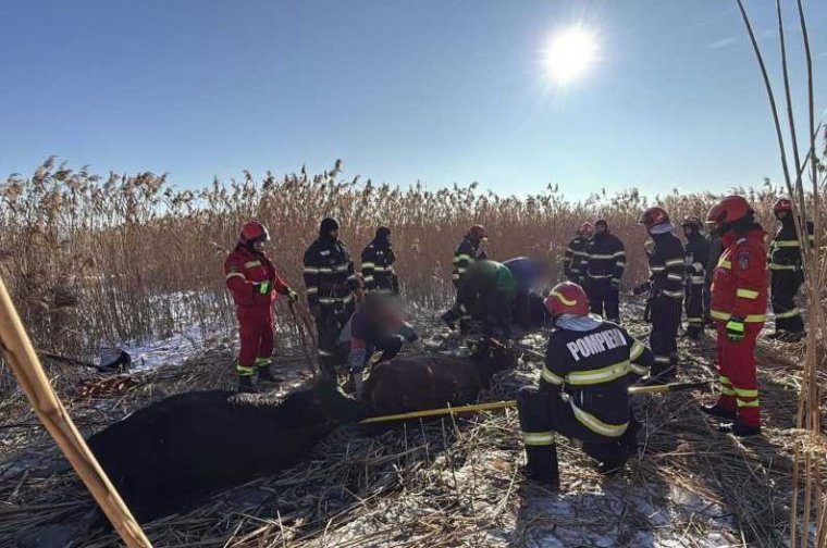 Közel kéttucat szarvasmarha alatt szakadt be egy tó jege