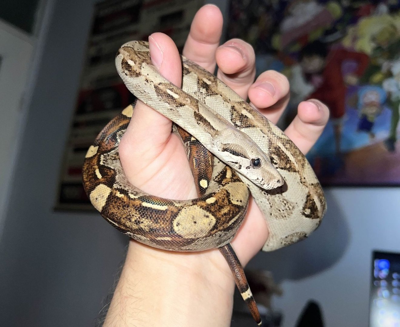 hüllő kígyó tömbházban