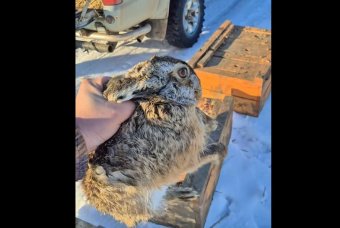 Mezei nyulakat telepítettek át Arad megyéből Maros megyébe