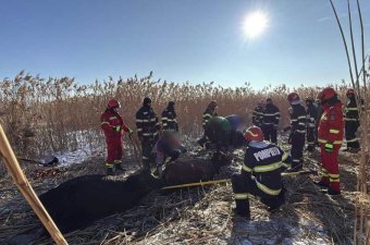 Közel kéttucat szarvasmarha alatt szakadt be egy tó jege