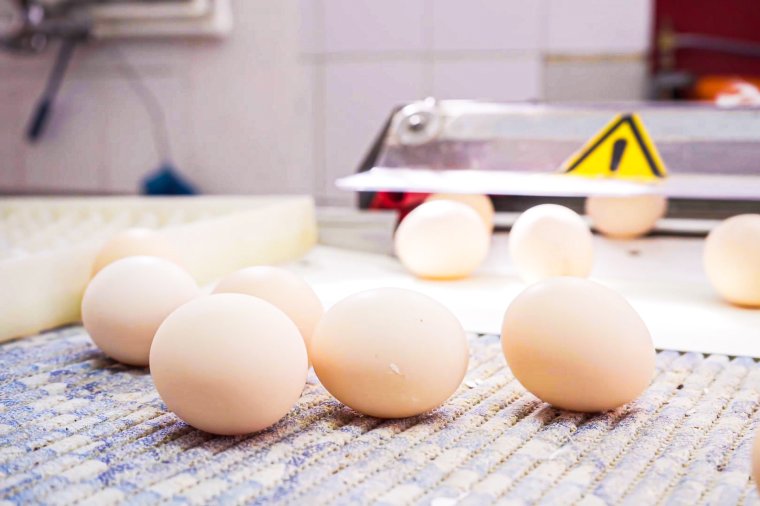 1,5 millió szalmonellával fertőzött tojást foglalt le az Élelmiszer-biztonsági hatóság 