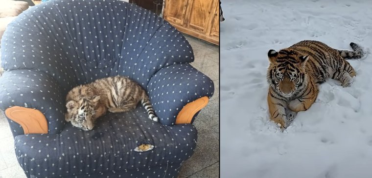 Méretesre nőtt a szibériai tigriskölyök a dél-romániai illegális állatkertben (Videó)