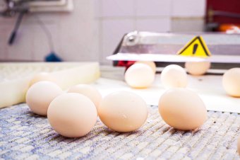 1,5 millió szalmonellával fertőzött tojást foglalt le az Élelmiszer-biztonsági hatóság