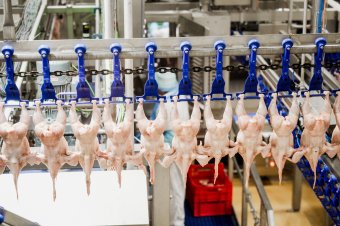 Gabonaforgalmazástól a csirkehúsig: erdélyi modell az agrárium megújítására